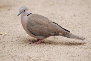 African Mourning Dove