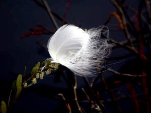 Tundra Swan Northward Migration