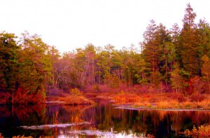 Autumn in the Bog
