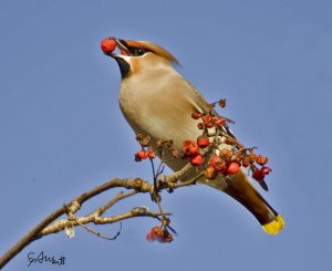 another waxwing