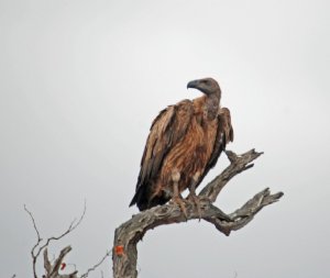 White backed Vulture