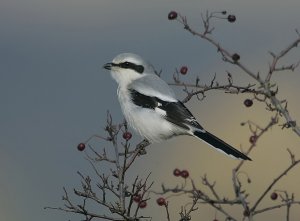 Great Grey Shrike