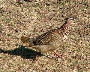 Crested Francolin