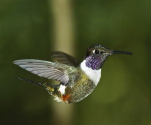 Purple-throated Woodstar (male)