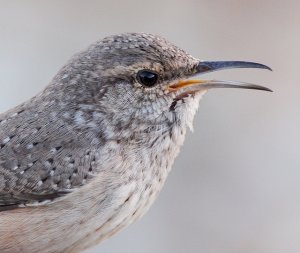 Rock Wren Portrait