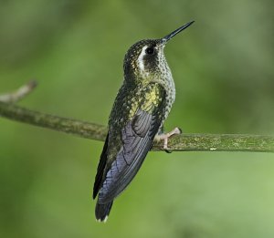 Speckled Hummingbird (side view)