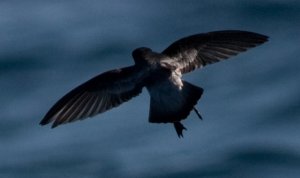 Grey-backed Storm Petrel