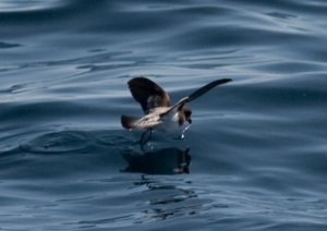 Grey-backed Storm Petrel