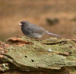 Junco