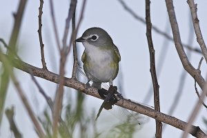 Blue-headed Vireo with Dragonfly