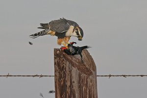 Aplomado Falcon with Red-winged Blackbird