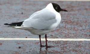 Black Headed Gull