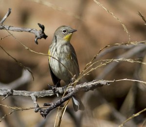 Yellow Rumped (Audubon's) Warbler