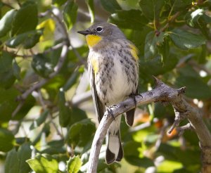 Yellow Rumped (Audubon's) Warbler II