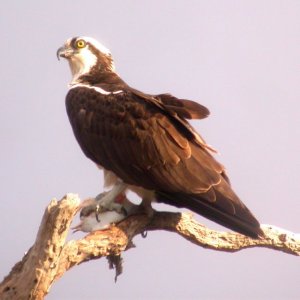 Osprey