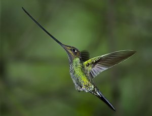 Sword-billed Hummingbird (male)