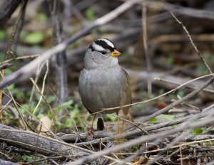 White Crown Sparrow