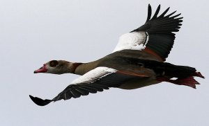 Egyptian Goose