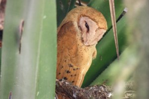 Madagascar Red Owl