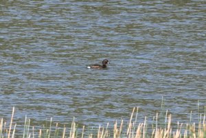 Madagascar Pochard