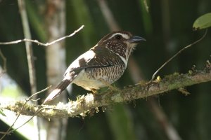 Short-legged Ground-Roller