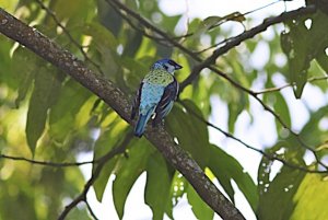 Azure-rumped Tanager