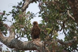 Wahlberg's Eagle