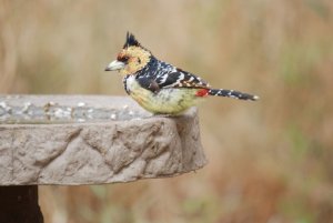 Crested Barbet