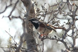 Red-shouldered Vanga