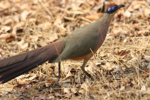 Red-capped Coua