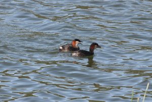 Madagascar Grebe