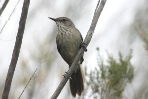 Madagascar Swamp-warbler