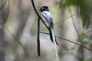 Madagascar Paradise-flycatcher