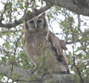 Verreaux's (Giant) Eagle Owl