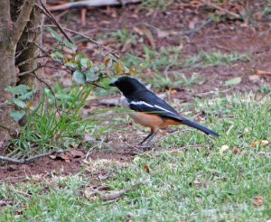 Southern Boubou