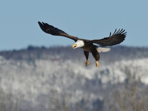 Bald Eagle