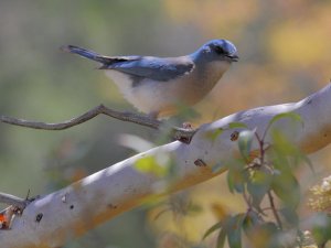 Mexican Jay, Texas