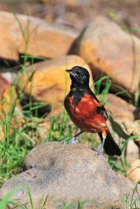 Orchard Oriole