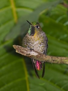 Tyrian Metaltail (male)