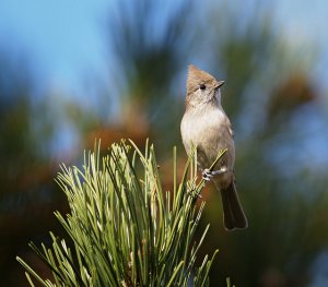 Oak Titmouse