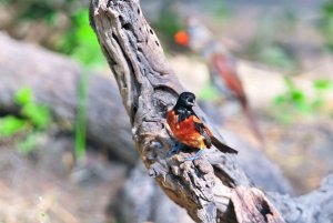 Orchard Oriole