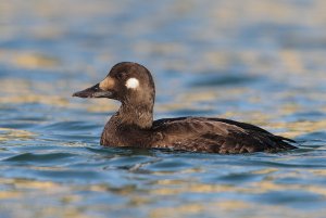 Velvet Scoter close-up