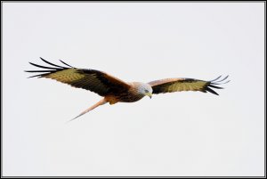 Red Kite