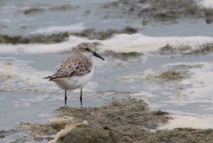 Red-necked Stint