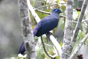 Blue Coua