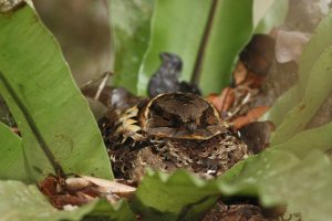 Collared Nightjar