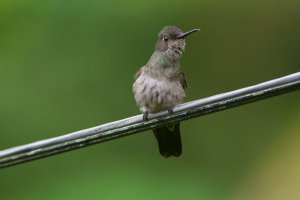 Sombre_Hummingbird
