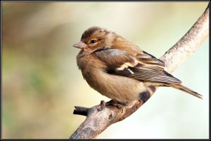 Chaffinch  (I think )