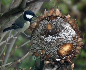 Enjoying natural food