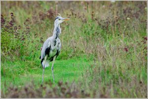 Heron in meadow